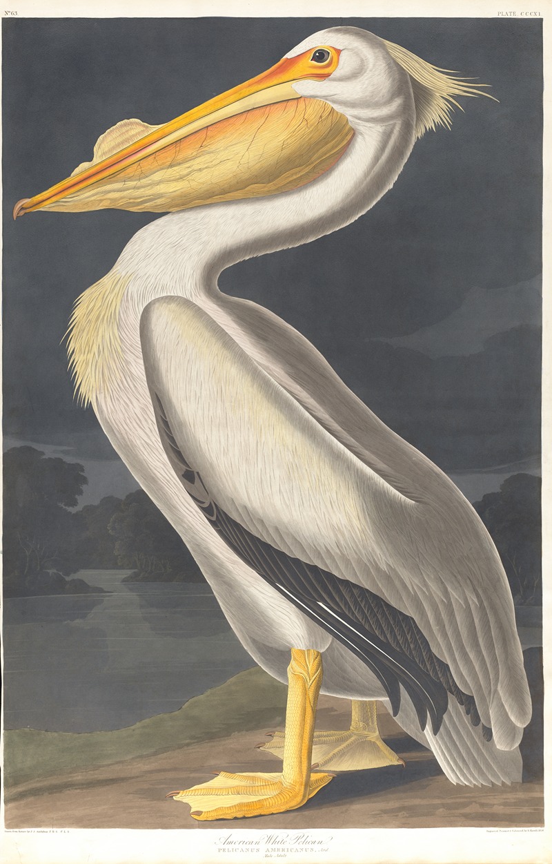 American white pelican by John James Audubon, 1827–1838 — digital art print download