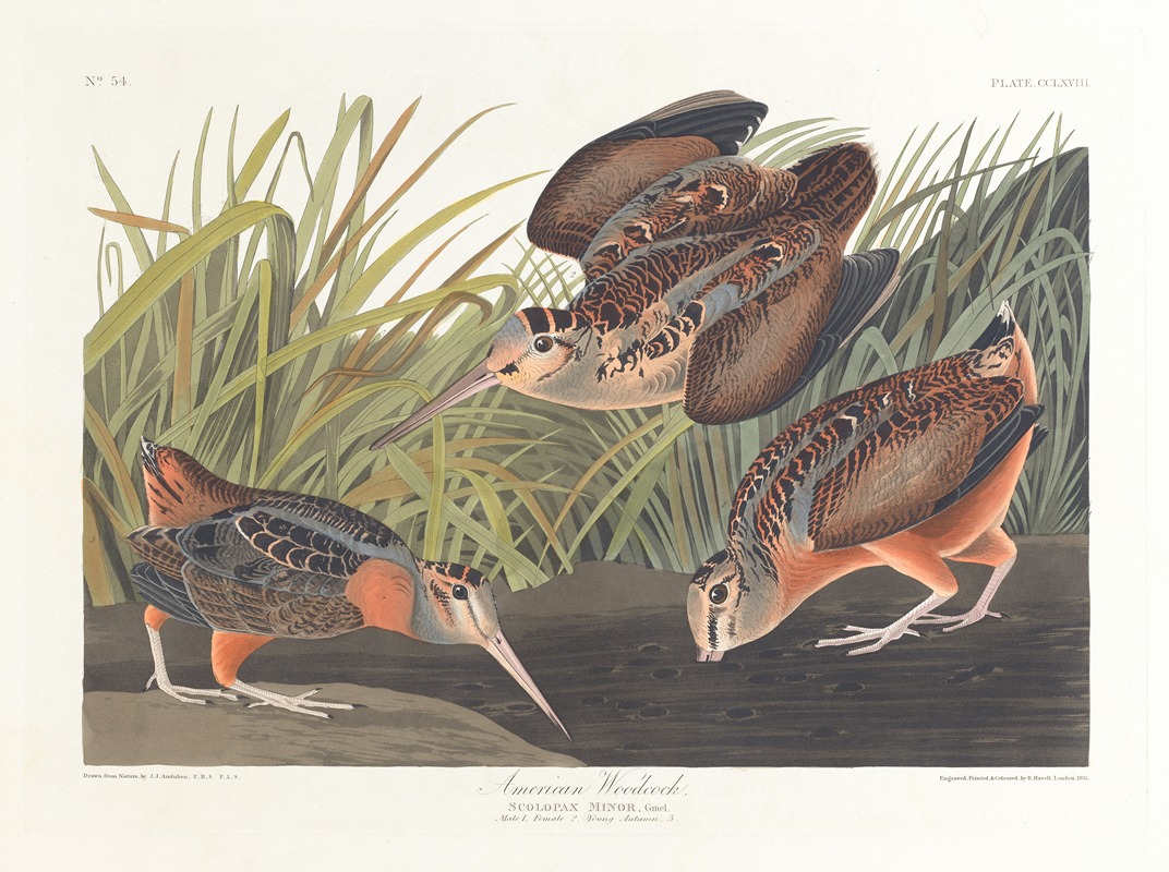 American woodcock by John James Audubon, 1827–1838 — digital art print download