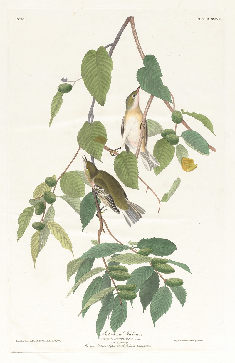 Autumnal warbler by John James Audubon, 1827–1838 — digital art print download
