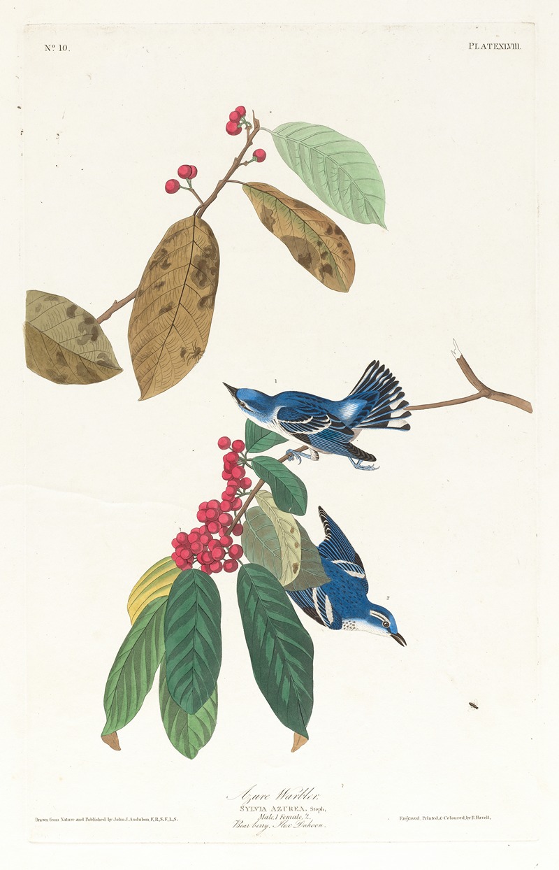 Azure warbler by John James Audubon, 1827–1838 — digital art print download