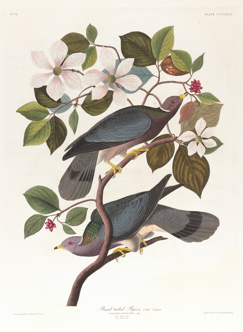 Band-tailed pigeon by John James Audubon, 1827–1838 — digital art print download
