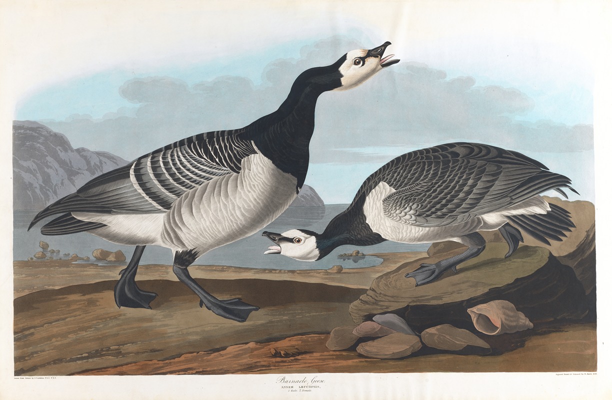 Barnacle goose by John James Audubon, 1827–1838 — digital art print download