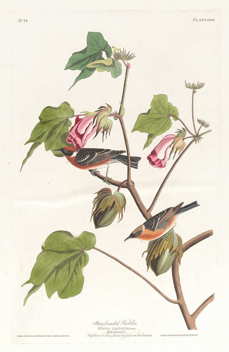 Bay-breasted warbler by John James Audubon, 1827–1838 — digital art print download