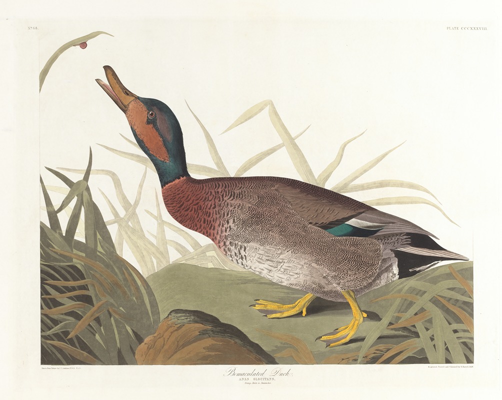 Bemaculated duck by John James Audubon, 1827–1838 — digital art print download