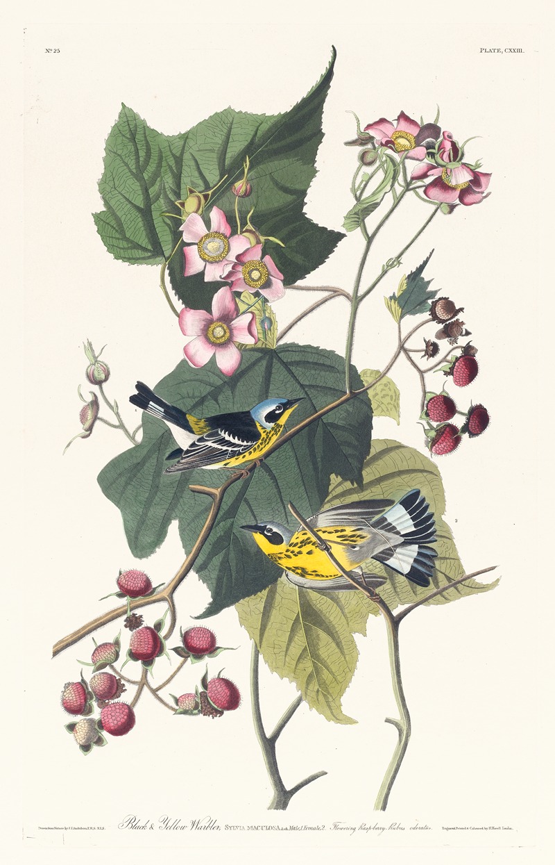 Black and yellow warbler by John James Audubon, 1827–1838 — digital art print download