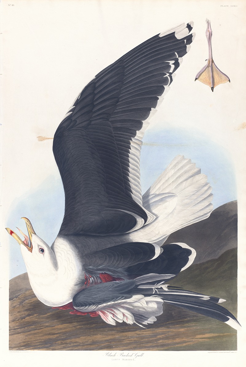 Black backed gull by John James Audubon, 1827–1838 — digital art print download