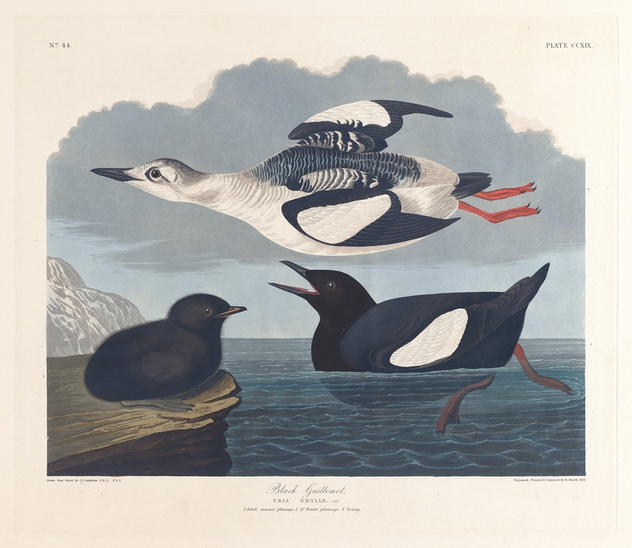 Black guillemot by John James Audubon, 1827–1838 — digital art print download