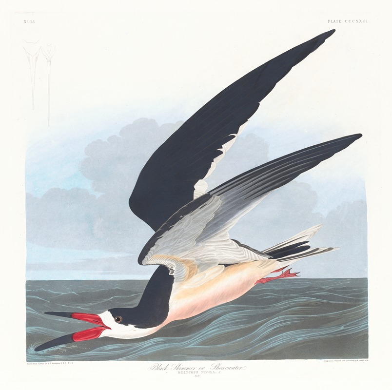 Black skimmer or shearwater by John James Audubon, 1827–1838 — digital art print download