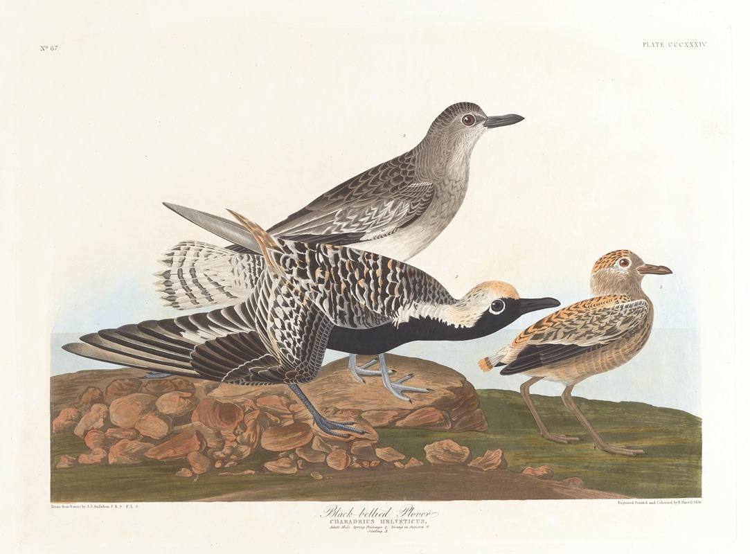Black-belled plover by John James Audubon, 1827–1838 — digital art print download