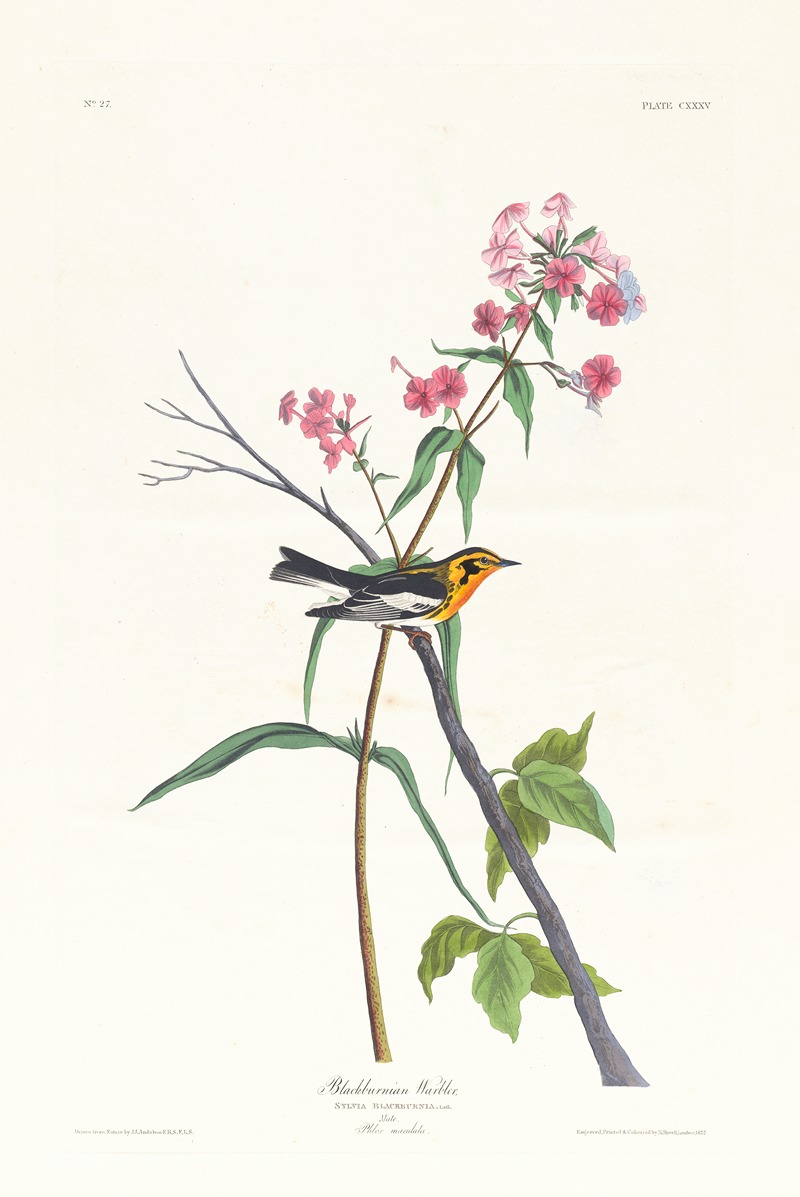 Blackburnian warbler by John James Audubon, 1827–1838 — digital art print download
