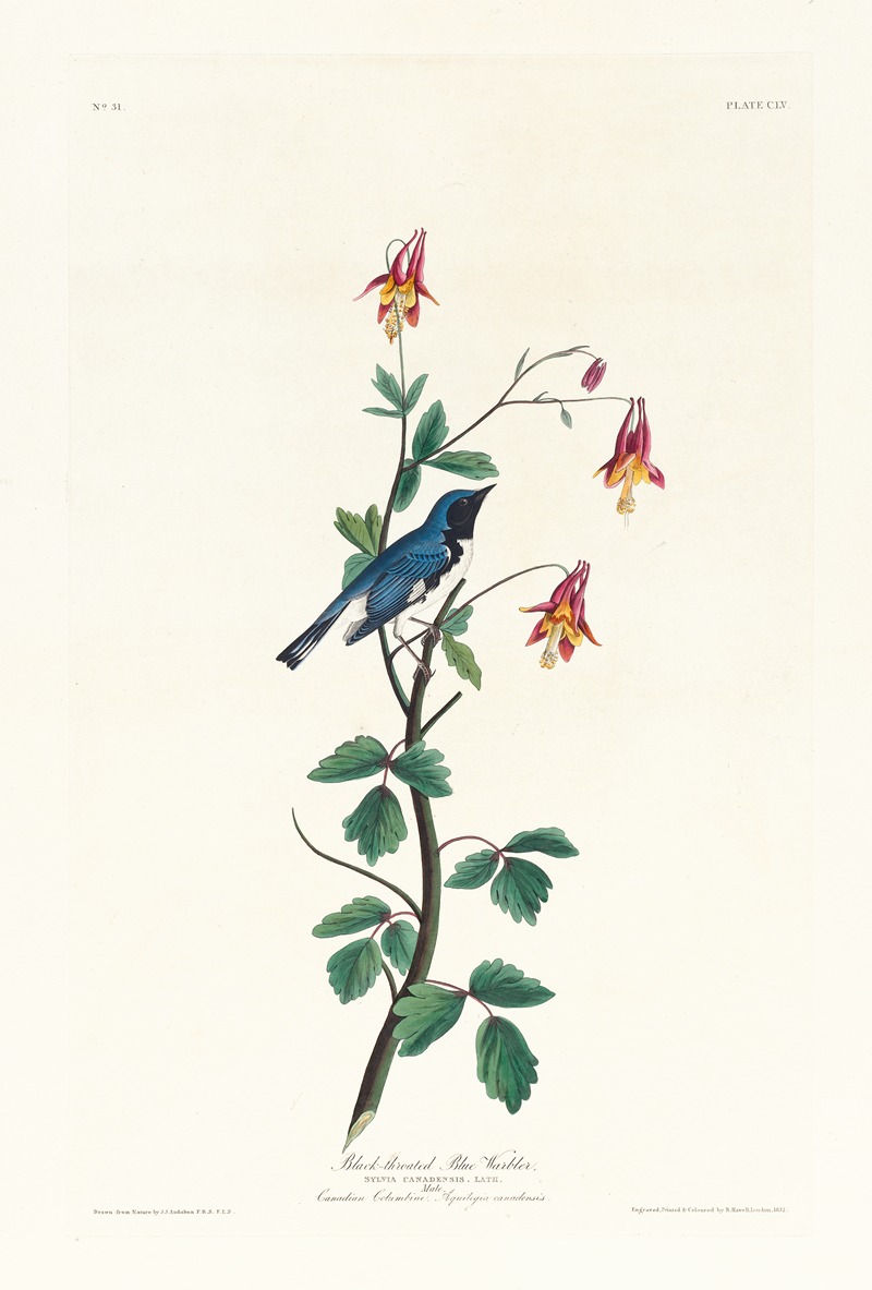 Black-throated blue warbler by John James Audubon, 1827–1838 — digital art print download