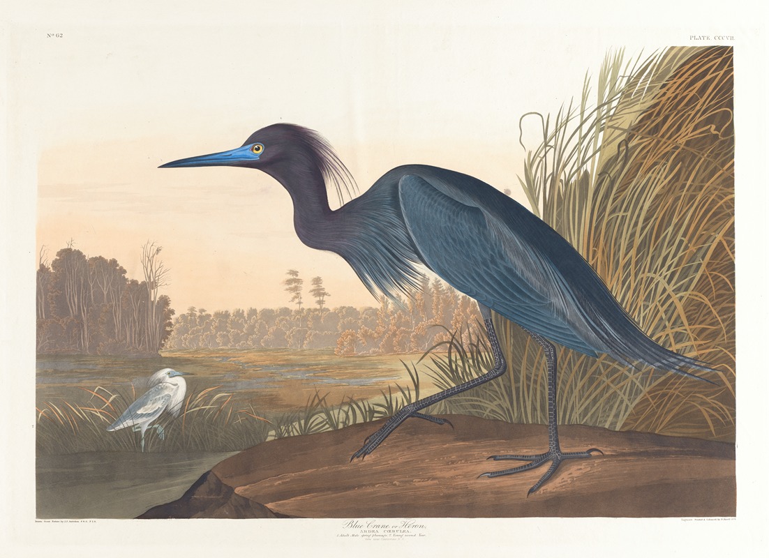 Blue crane or heron by John James Audubon, 1827–1838 — digital art print download