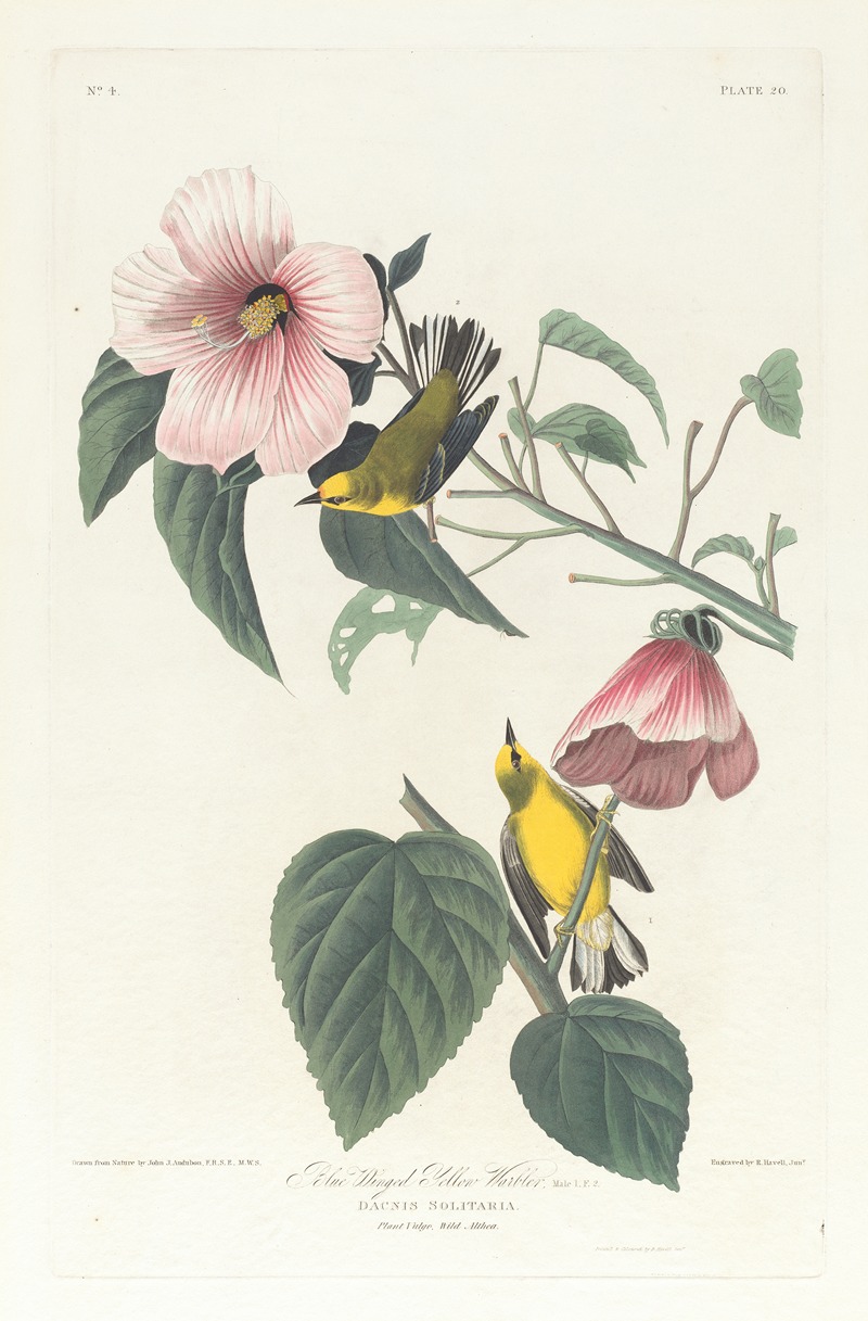 Blue winged yellow warbler by John James Audubon, 1827–1838 — digital art print download