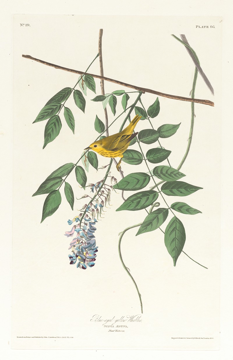 Blue-eyed yellow warbler by John James Audubon, 1827–1838 — digital art print download