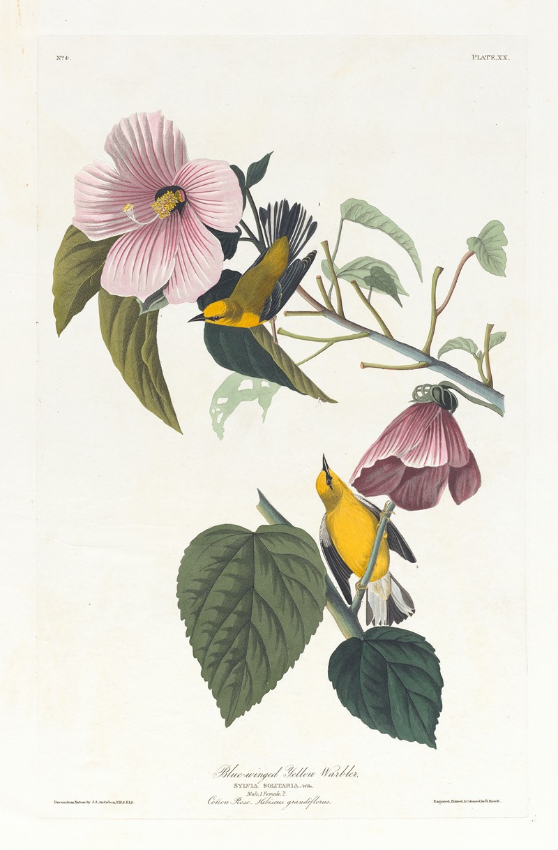 Blue-winged yellow warbler by John James Audubon, 1827–1838 — digital art print download
