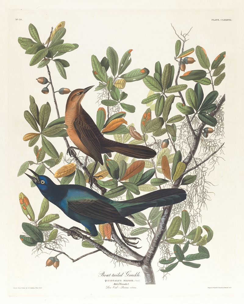 Boat-tailed grackle by John James Audubon, 1827–1838 — digital art print download