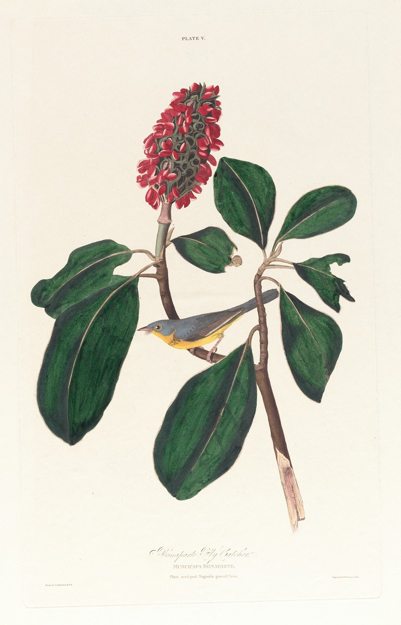 Bonaparte fly catcher by John James Audubon, 1827–1838 — digital art print download