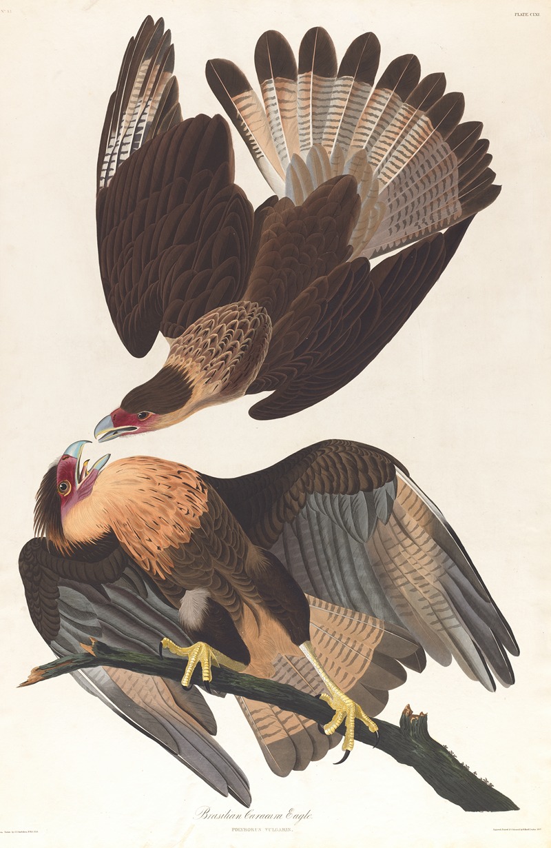 Brasilian caracara eagle by John James Audubon, 1827–1838 — digital art print download