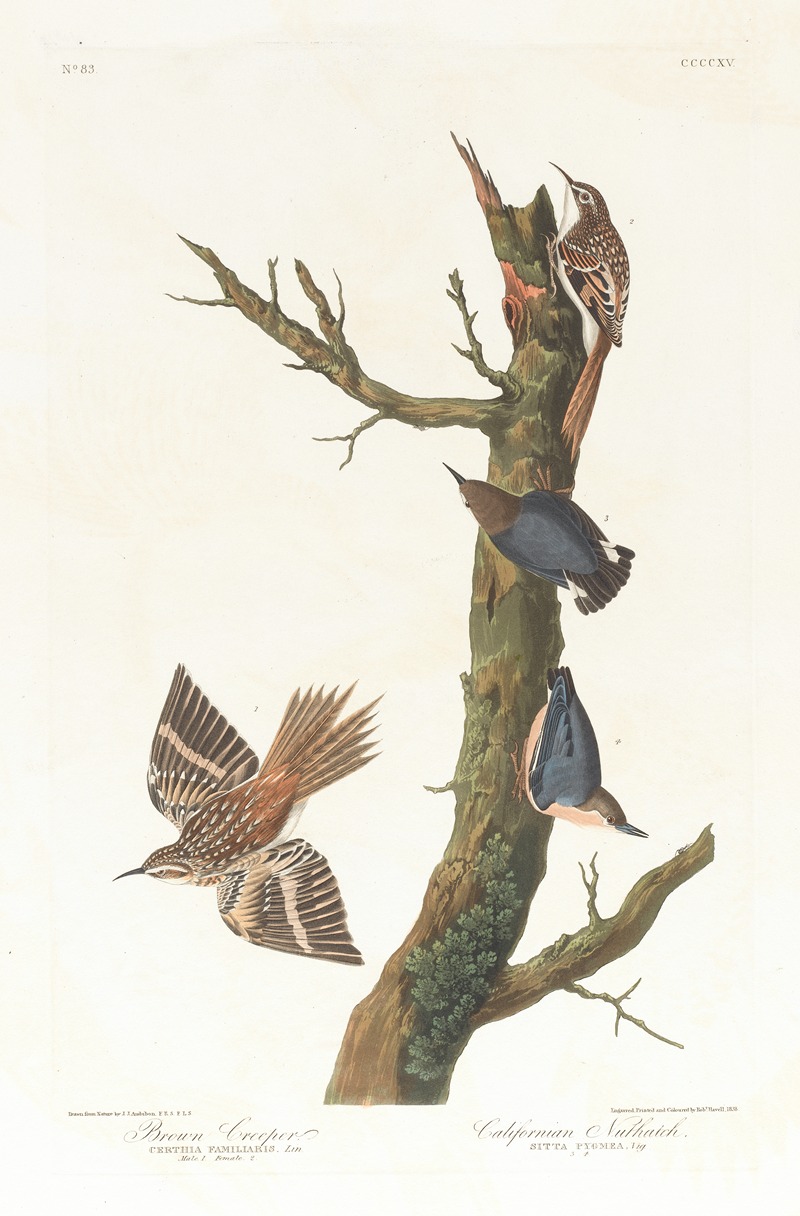 Brown creeper. Californian nuthatch by John James Audubon, 1827–1838 — digital art print download