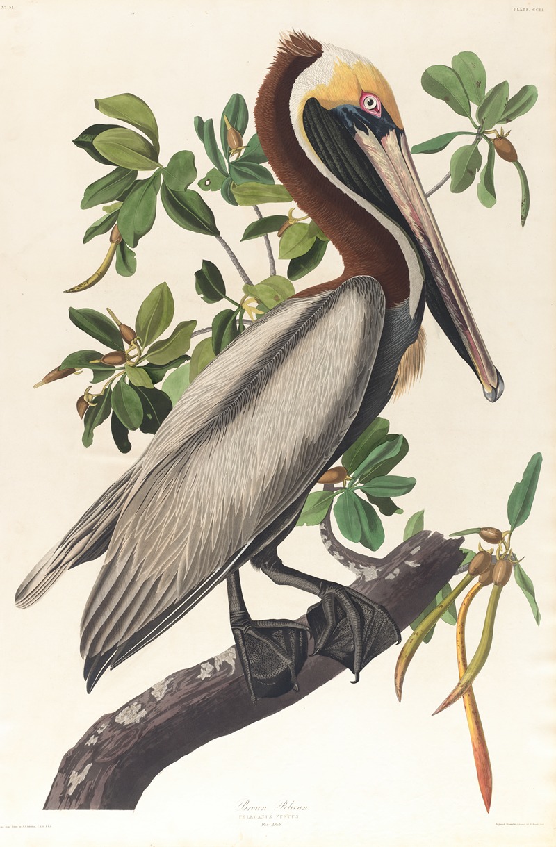 Brown pelican, Pelecanus fuscus by John James Audubon, 1827–1838 — digital art print download