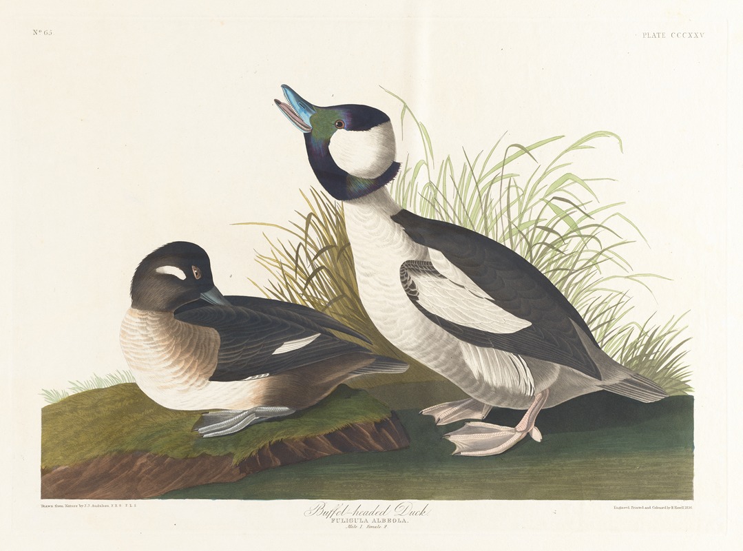 Buffet-headed duck by John James Audubon, 1827–1838 — digital art print download