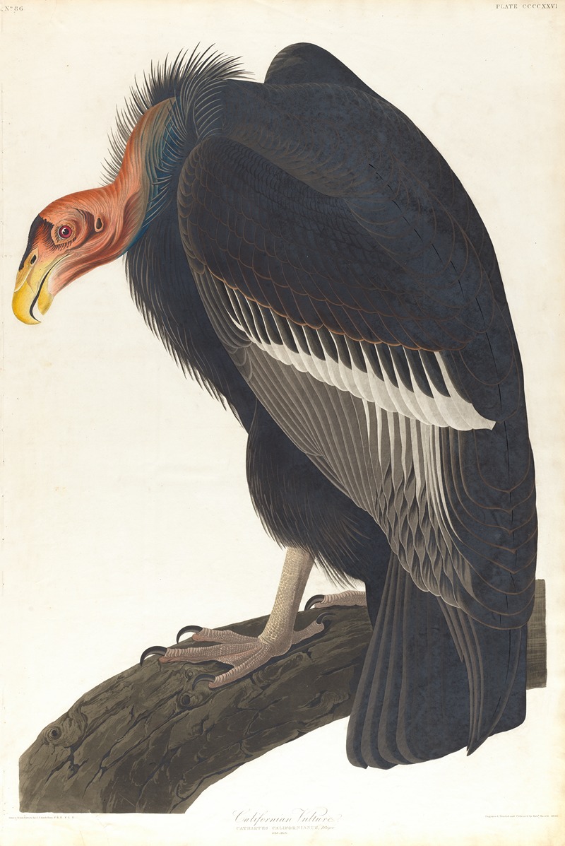 Californian vulture by John James Audubon, 1827–1838 — digital art print download
