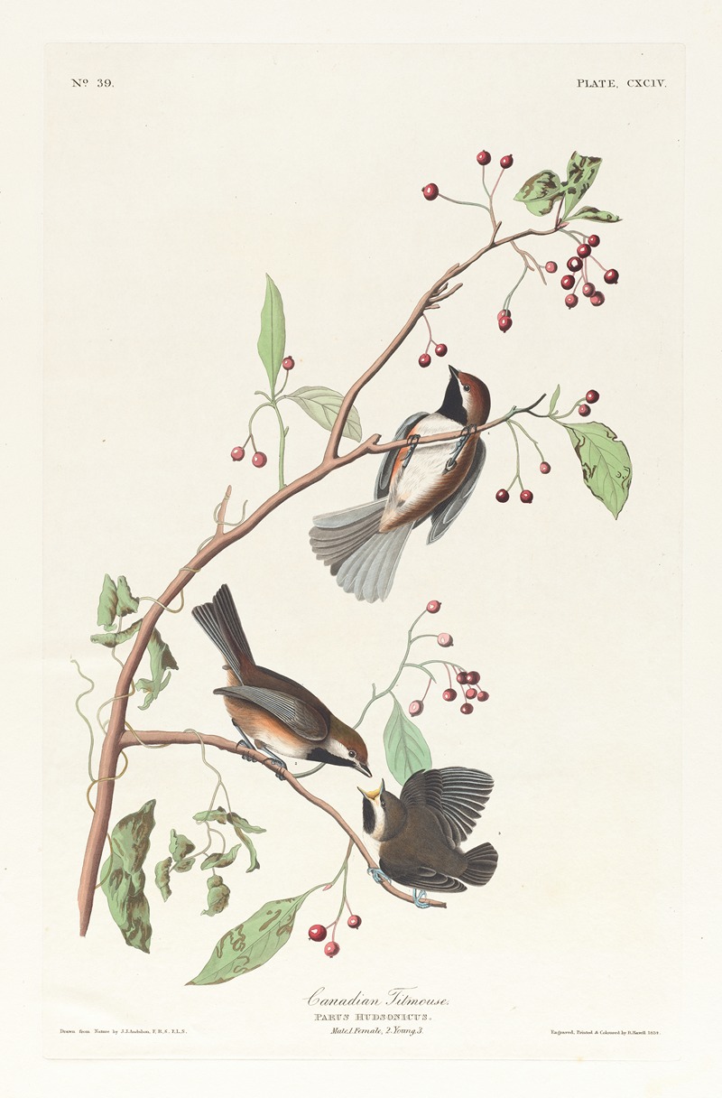 Canadian titmouse by John James Audubon, 1827–1838 — digital art print download