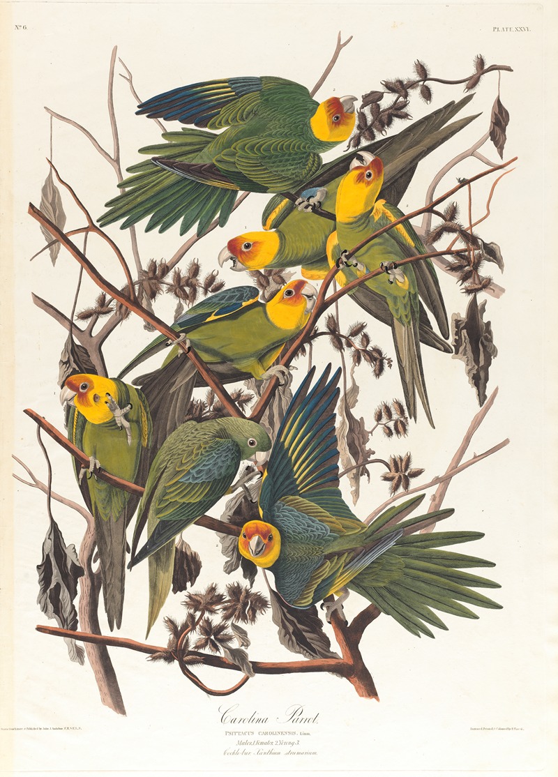 Carolina parrot by John James Audubon, 1827–1838 — digital art print download