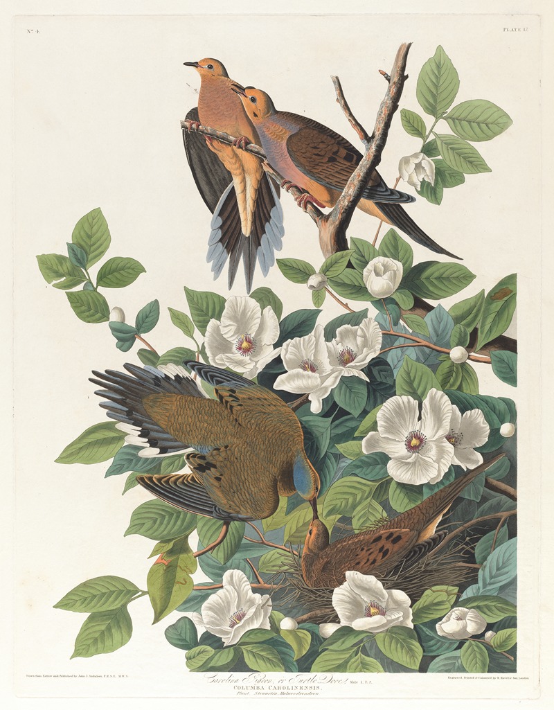 Carolina pigeon or turtle dove — John James Audubon
