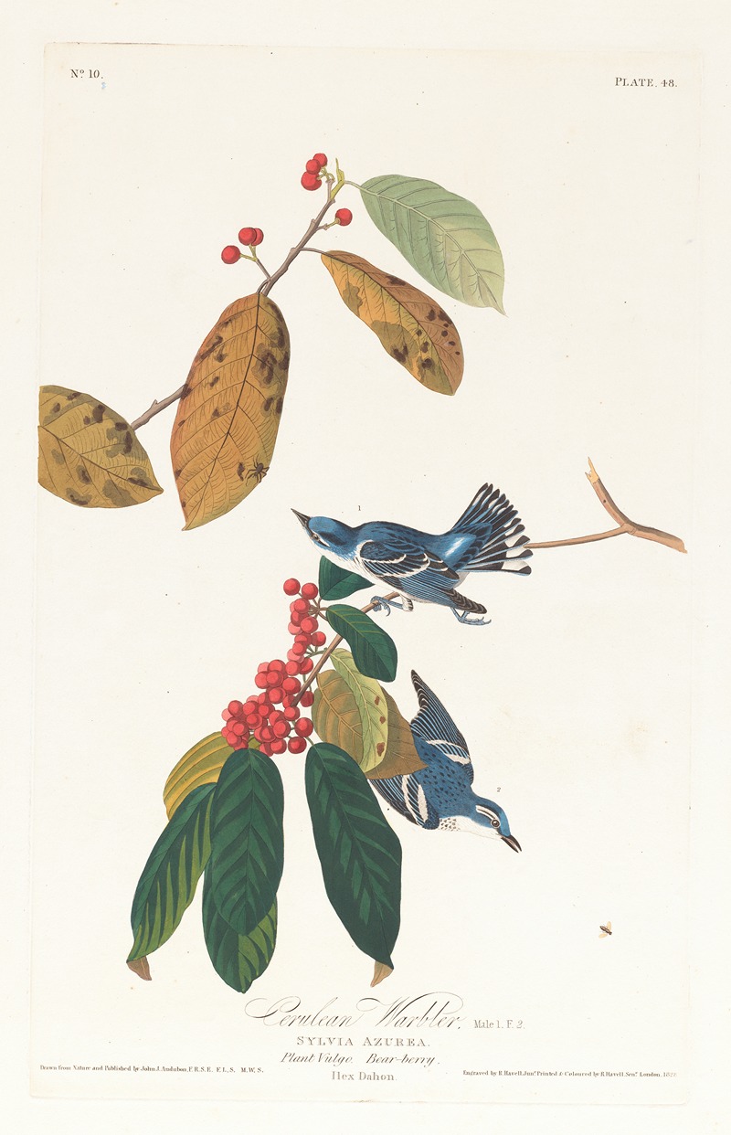 Cerulean warbler by John James Audubon, 1827–1838 — digital art print download
