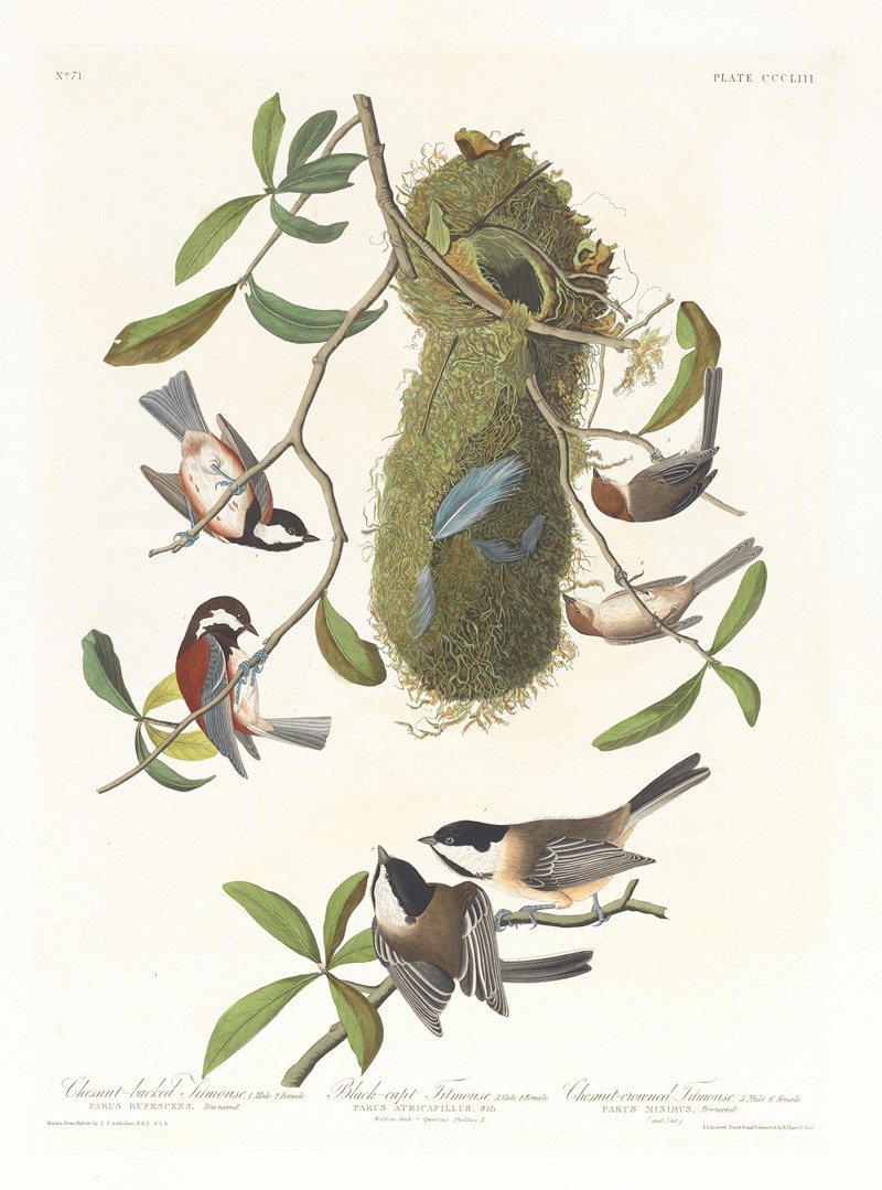 Chestnut-backed titmouse. Black-capt titmouse. Chestnut-crowed titmouse — John James Audubon