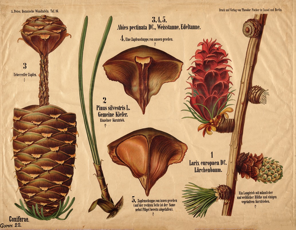 Coniferae ; naaldbomenfamilie — A. Peter