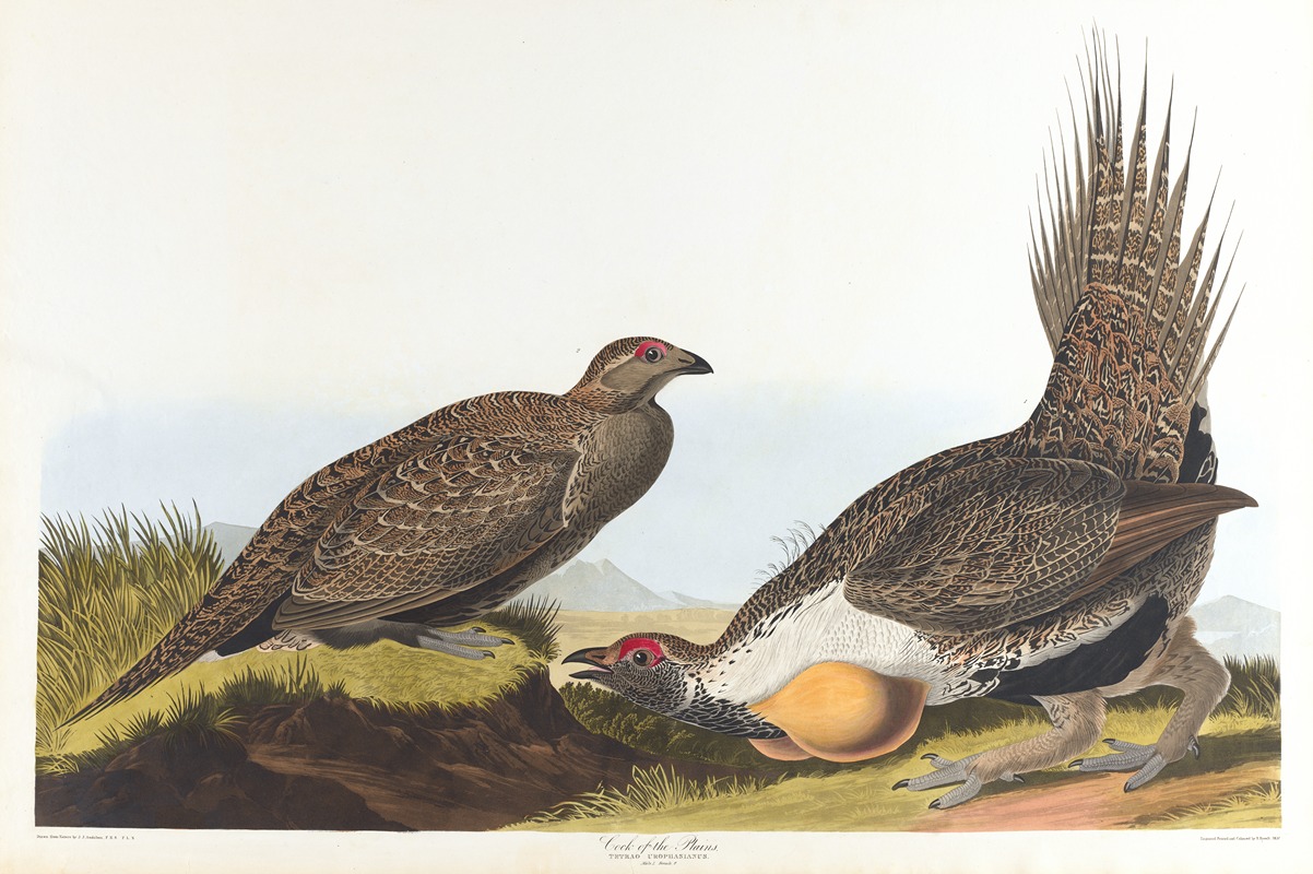 Cock of the plains — John James Audubon