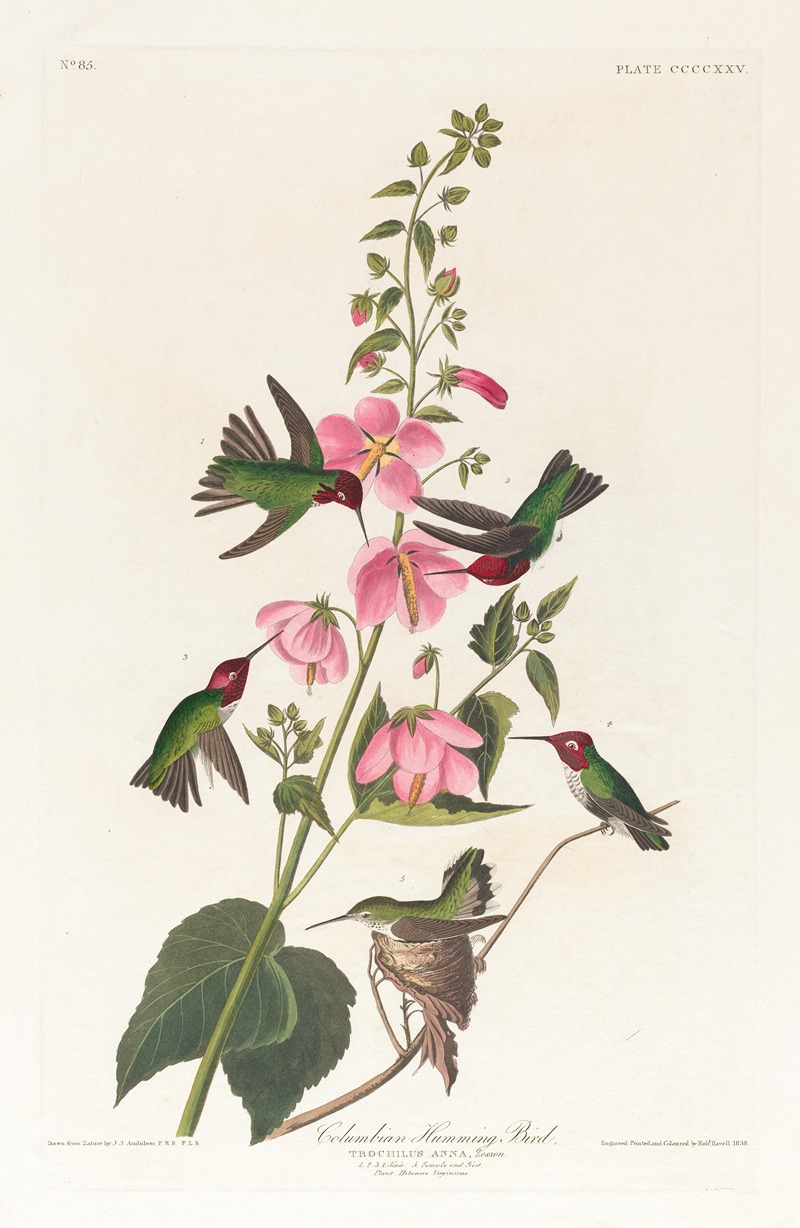Columbian humming bird by John James Audubon, 1827–1838 — digital art print download