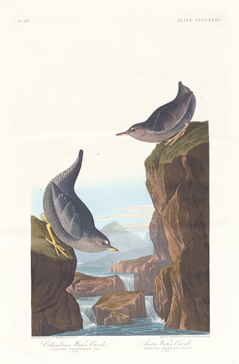 Columbian water ouzel by John James Audubon, 1827–1838 — digital art print download