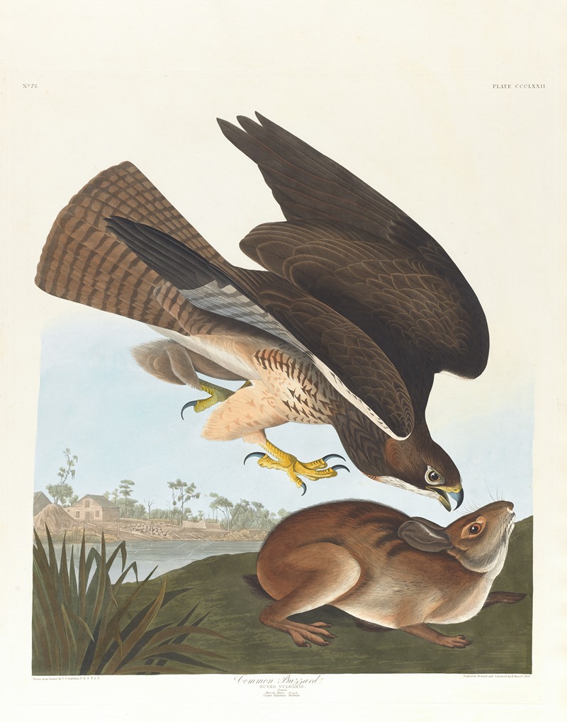 Common buzzard by John James Audubon, 1827–1838 — digital art print download