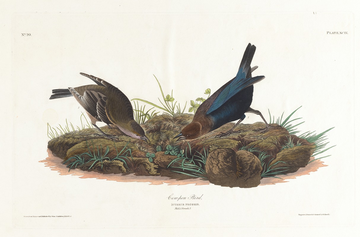 Cow-pen bird by John James Audubon, 1827–1838 — digital art print download