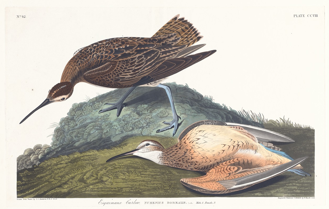 Esquimaux curlew by John James Audubon, 1827–1838 — digital art print download