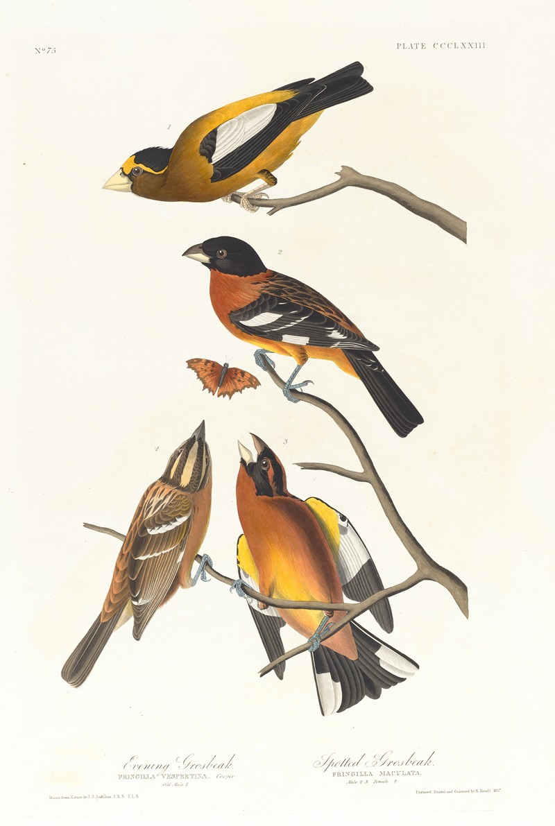 Evening grosbeak. Spotted grosbeak by John James Audubon, 1827–1838 — digital art print download