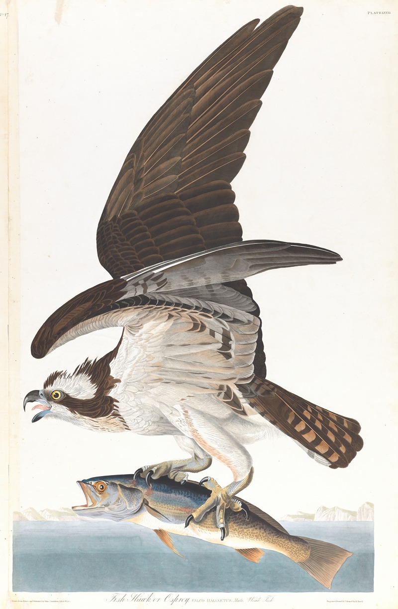 Fish hawk or osprey by John James Audubon, 1827–1838 — digital art print download
