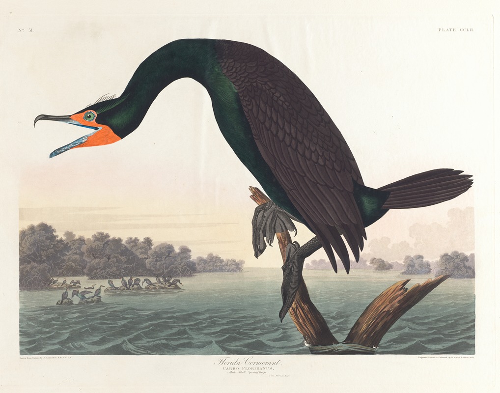 Florida cormorant by John James Audubon, 1827–1838 — digital art print download