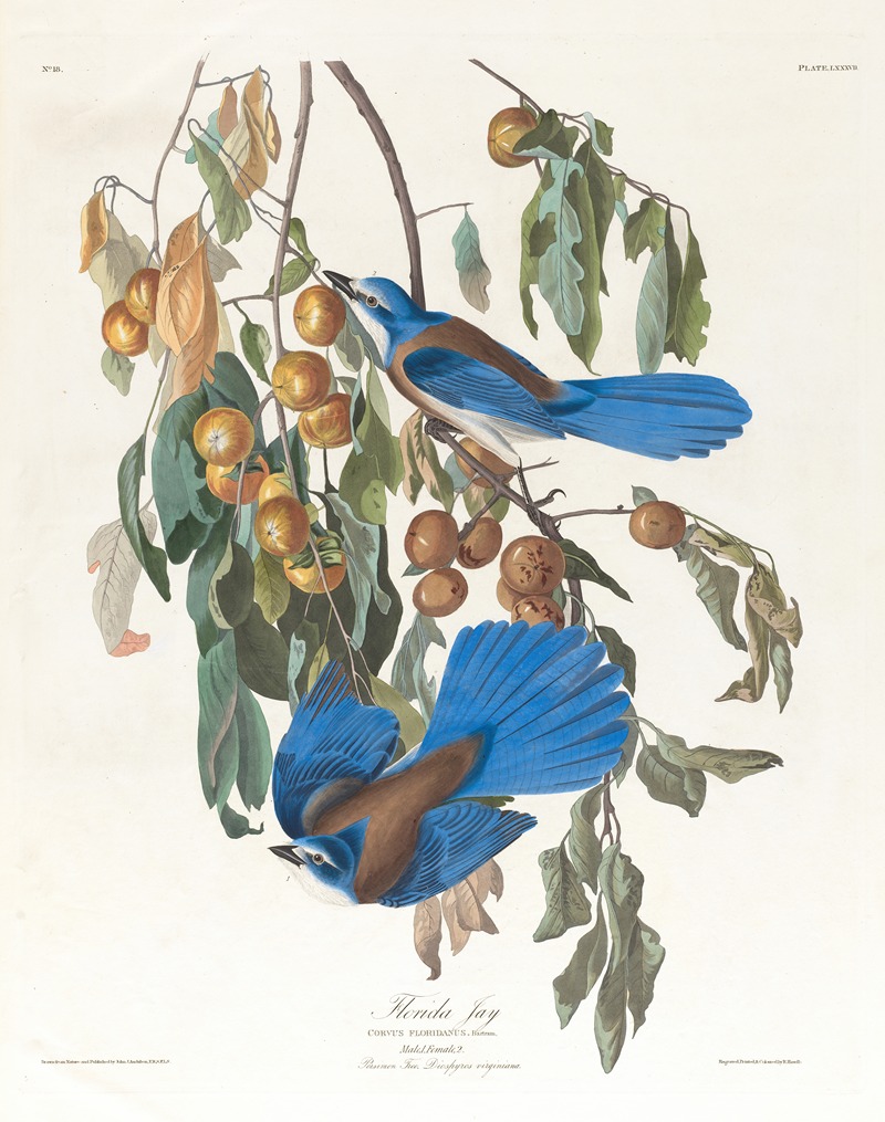 Florida jay by John James Audubon, 1827–1838 — digital art print download