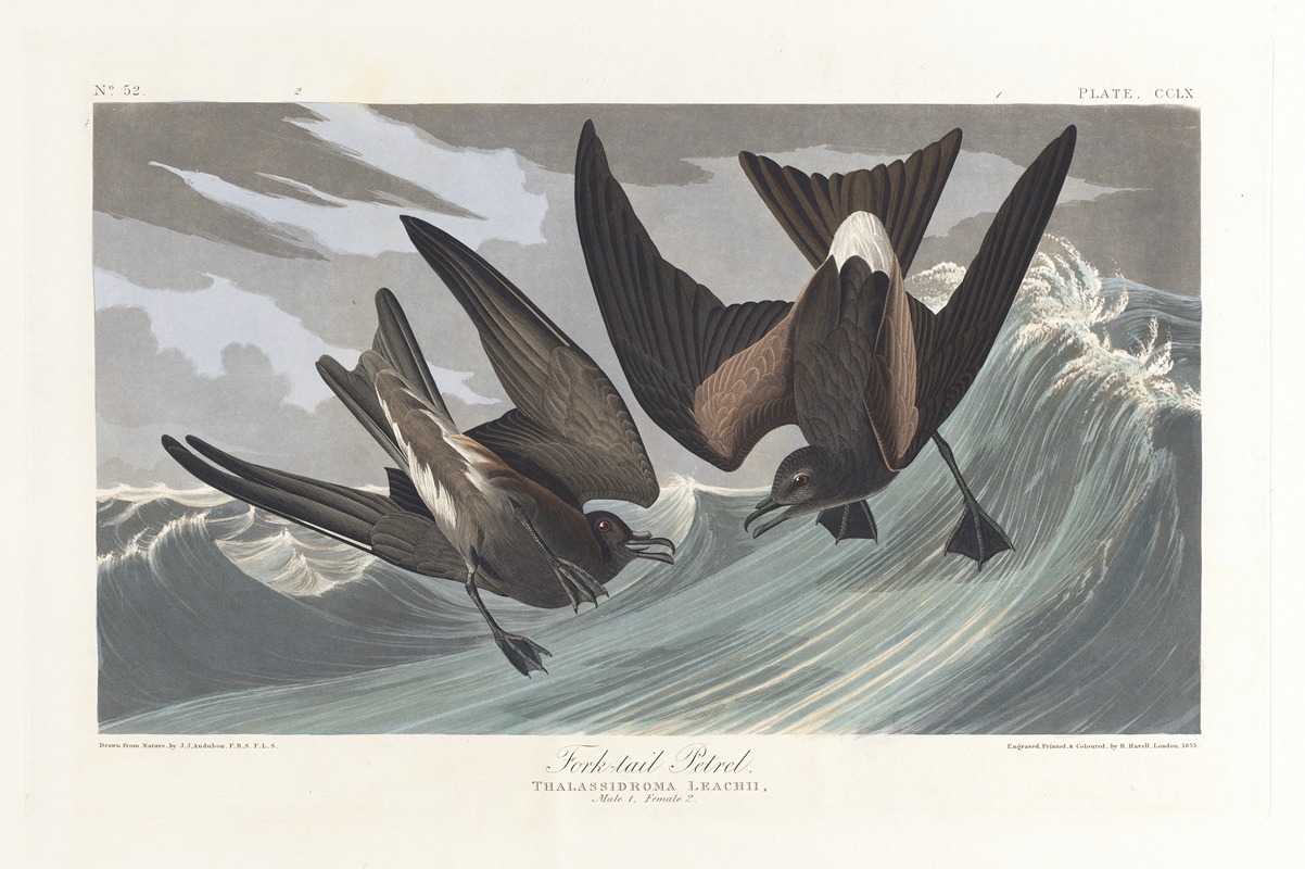 Fork-tail petrel by John James Audubon, 1827–1838 — digital art print download
