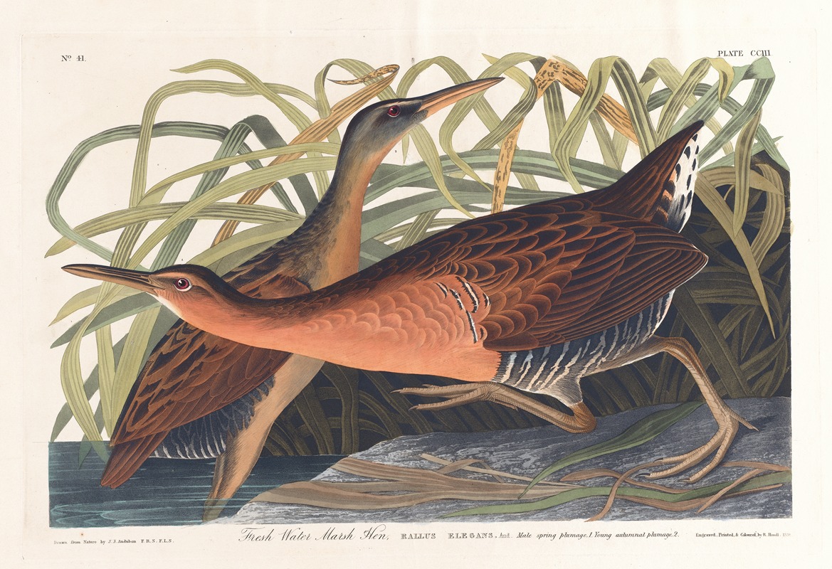 Fresh water marsh hen by John James Audubon, 1827–1838 — digital art print download