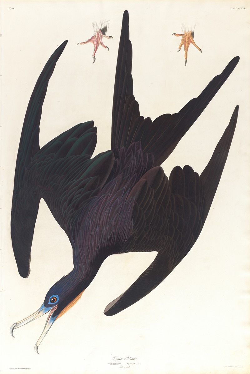 Frigate pelican by John James Audubon, 1827–1838 — digital art print download