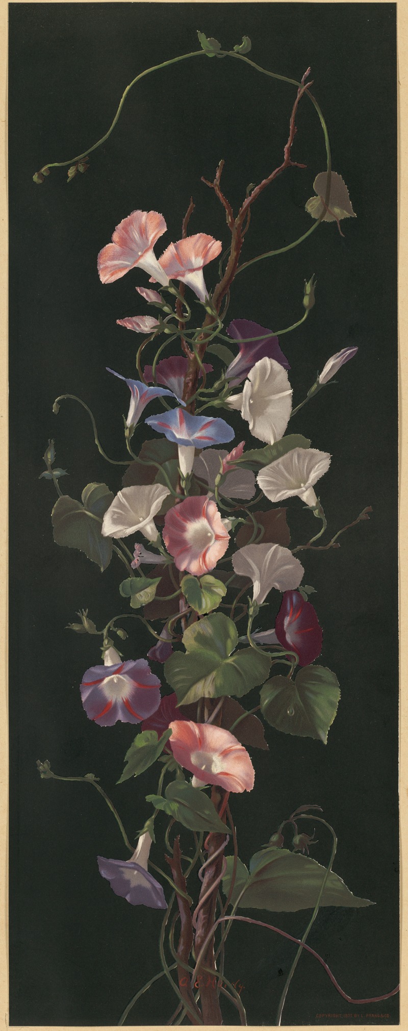 Morning glories by Annie Eliza Hardy, 1877 — digital art print download