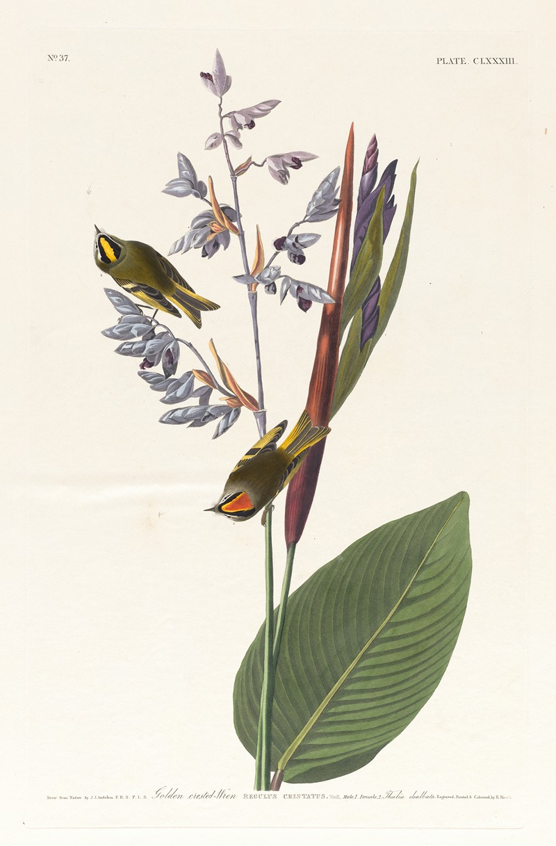 Golden crested-wren by John James Audubon, 1827–1838 — digital art print download