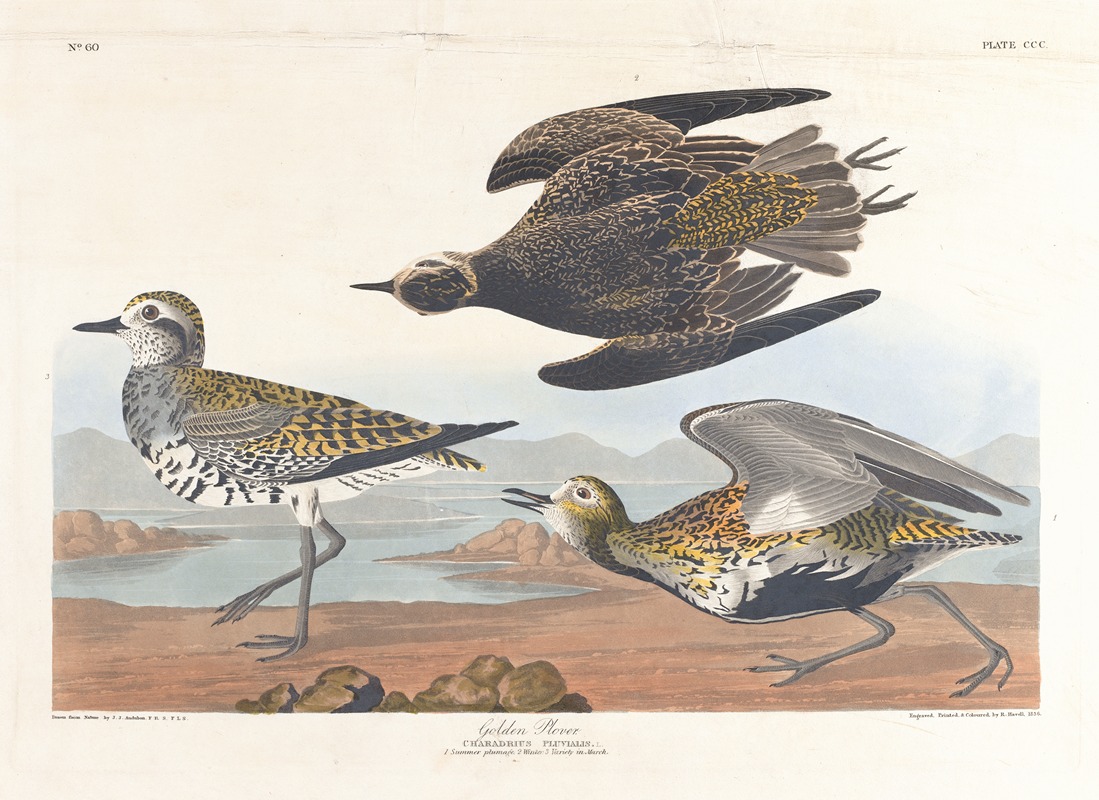 Golden plover by John James Audubon, 1827–1838 — digital art print download
