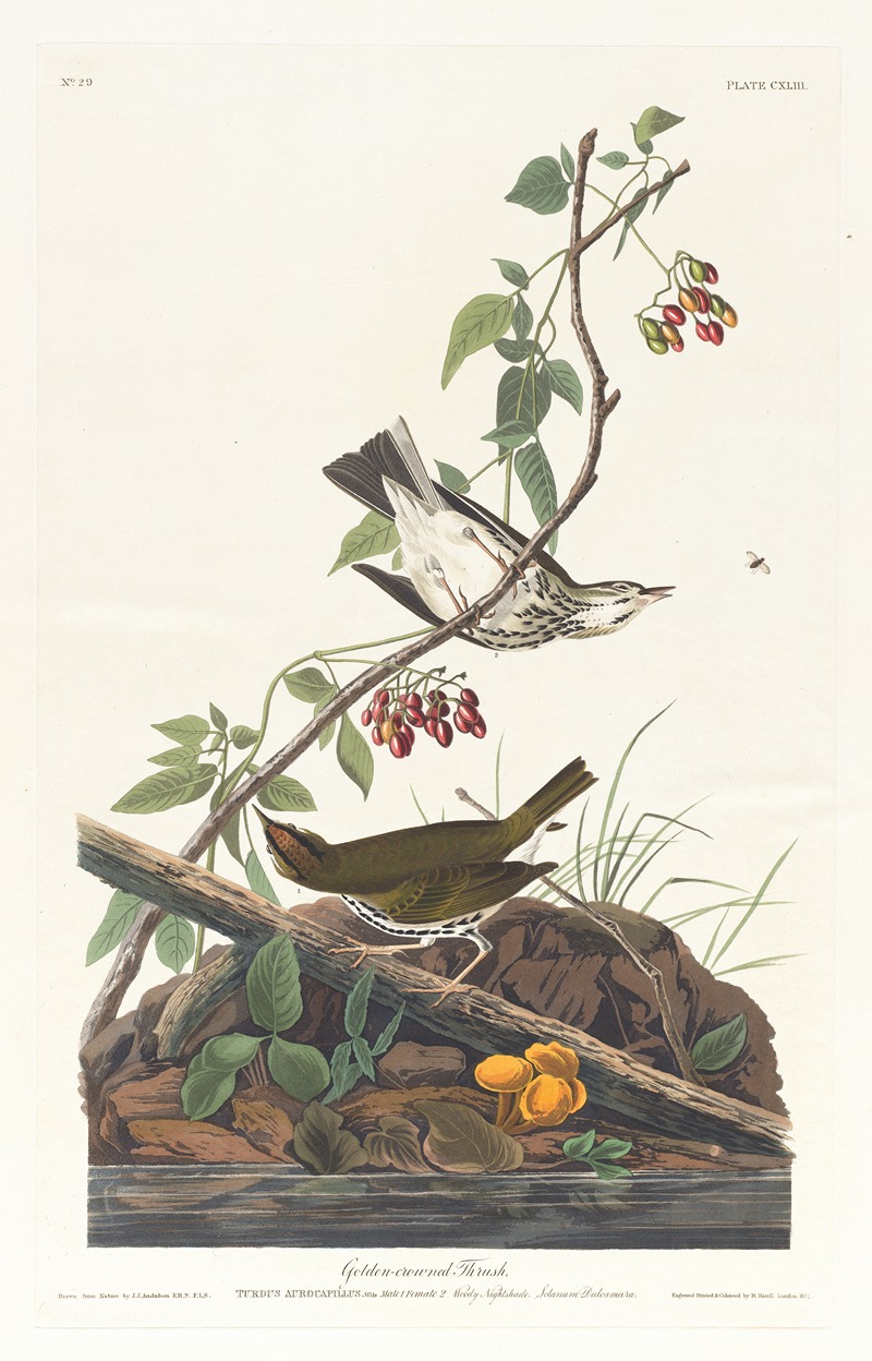 Golden-crowned thrush by John James Audubon, 1827–1838 — digital art print download