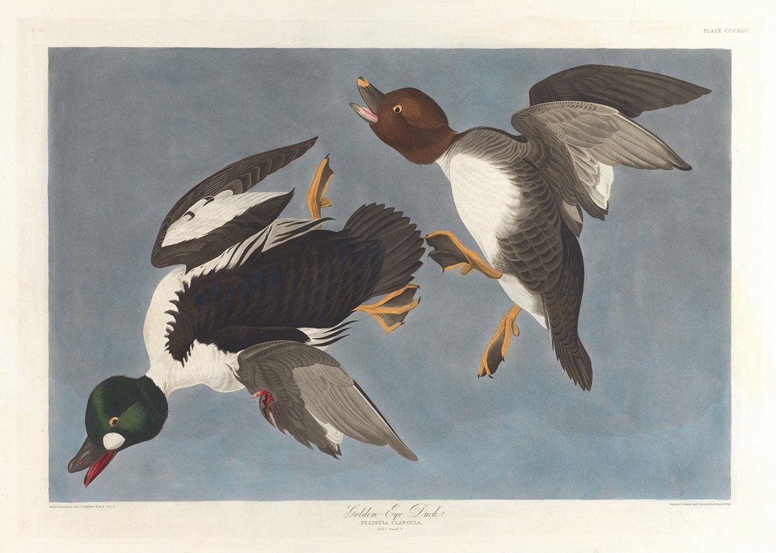 Golden-eye duck, Fuligula clangula — John James Audubon